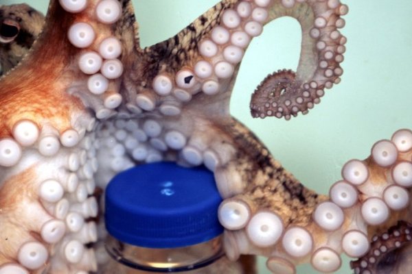 Сайт kraken зеркала