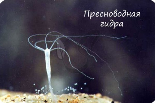 Как зарегистрироваться на кракене маркетплейс